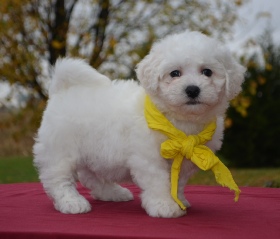 Lorilee Thomas dog breeder puppy mill puppymill 01