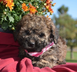 Lorilee Thomas dog breeder puppy mill puppymill 02 whiting kansas ks