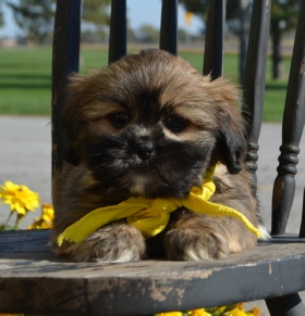 Lorilee Thomas dog breeder puppy mill puppymill 04 whiting kansas ks